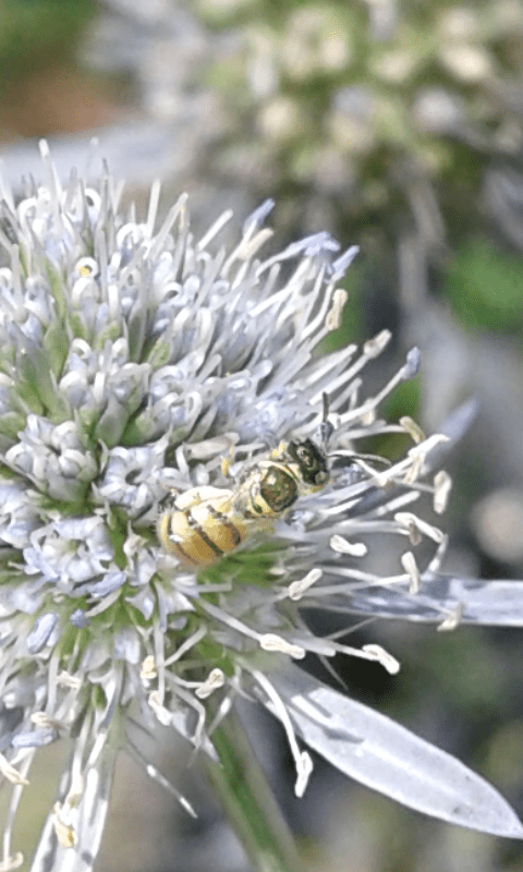 Nomioides sp. (Apidae Halictinae)?